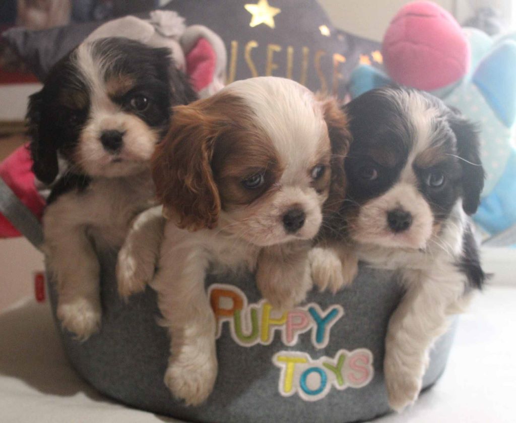 Du puits des sortileges - Cavalier King Charles Spaniel - Portée née le 14/02/2021
