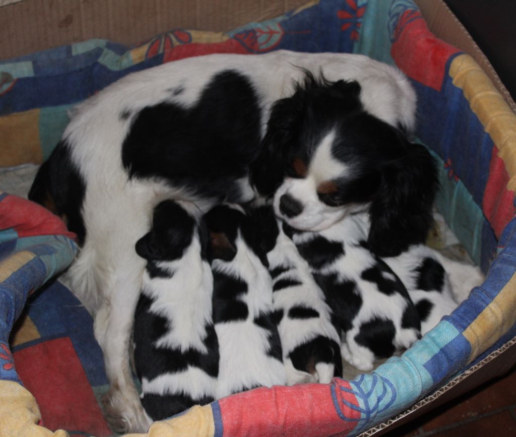 Du puits des sortileges - Cavalier King Charles Spaniel - Portée née le 14/11/2017