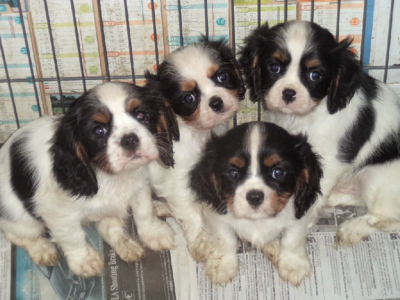 Du puits des sortileges - Cavalier King Charles Spaniel - Portée née le 30/07/2016