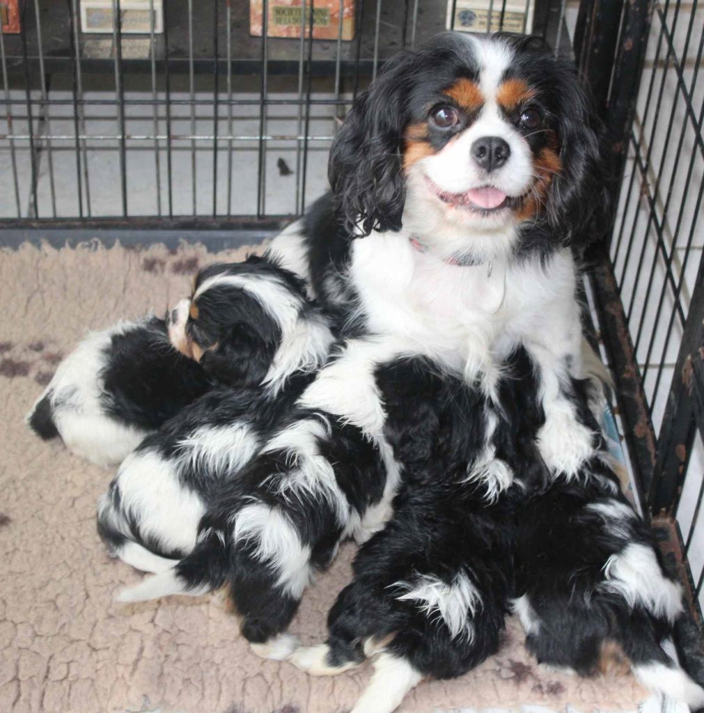 Du puits des sortileges - Cavalier King Charles Spaniel - Portée née le 14/08/2019