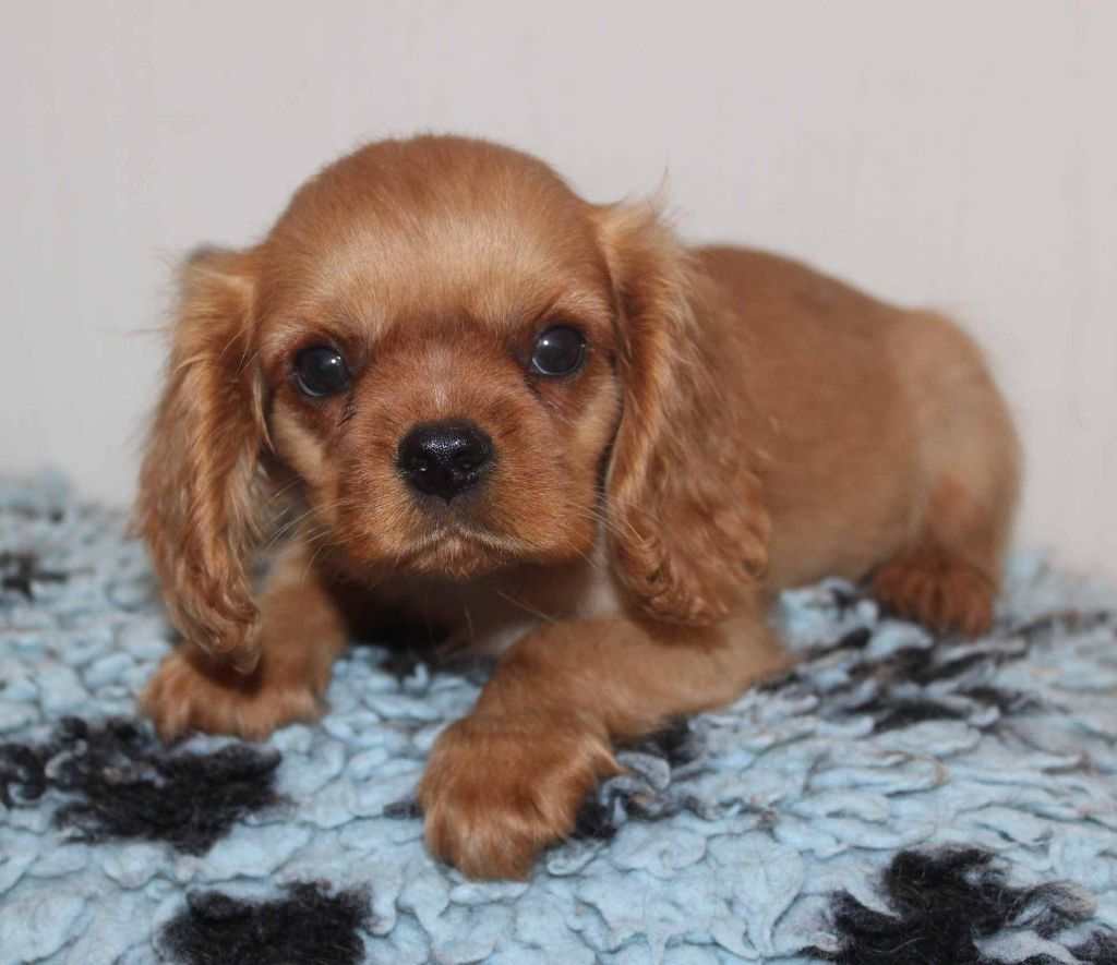 Du puits des sortileges - Cavalier King Charles Spaniel - Portée née le 17/05/2021
