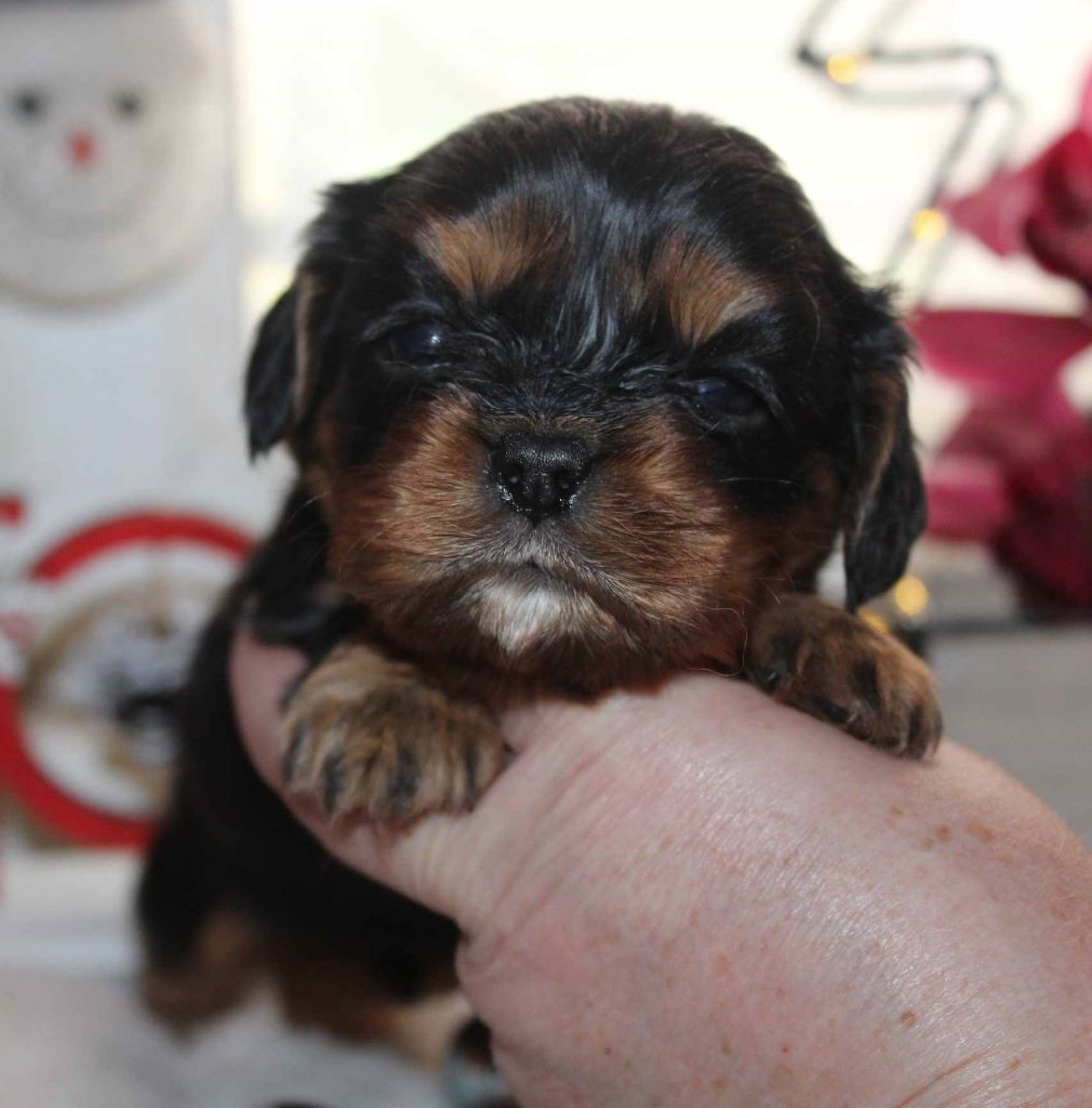 Du puits des sortileges - Cavalier King Charles Spaniel - Portée née le 20/11/2020