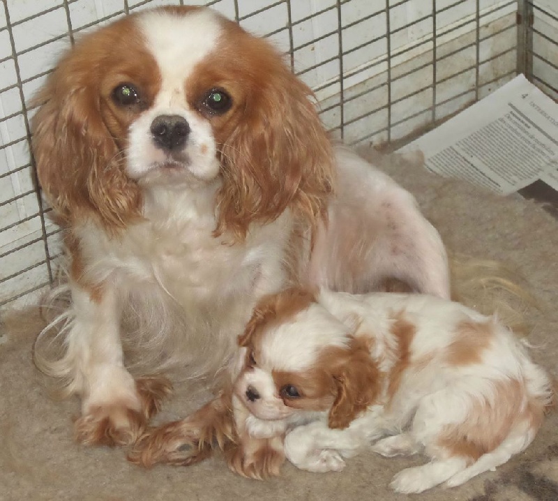 Du puits des sortileges - Cavalier King Charles Spaniel - Portée née le 26/02/2014