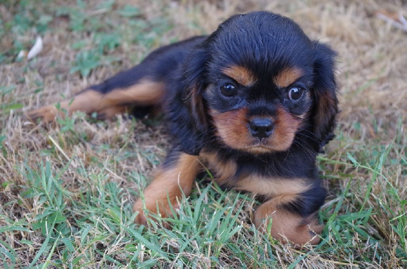 Du puits des sortileges - Cavalier King Charles Spaniel - Portée née le 25/05/2015