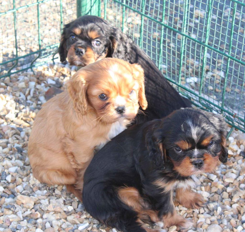 Chiot Cavalier King Charles Spaniel Du puits des sortileges