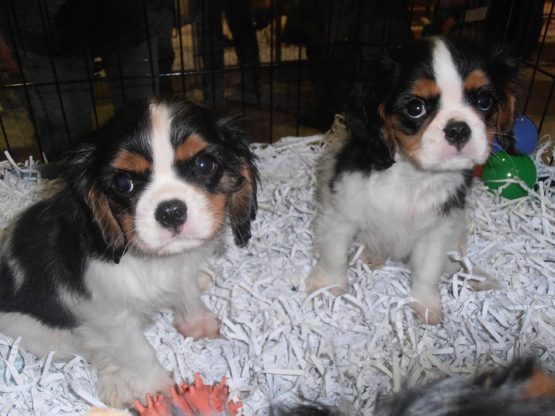 Du puits des sortileges - Cavalier King Charles Spaniel - Portée née le 21/09/2012