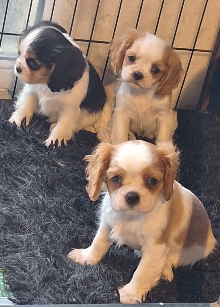 Du puits des sortileges - Cavalier King Charles Spaniel - Portée née le 18/12/2023