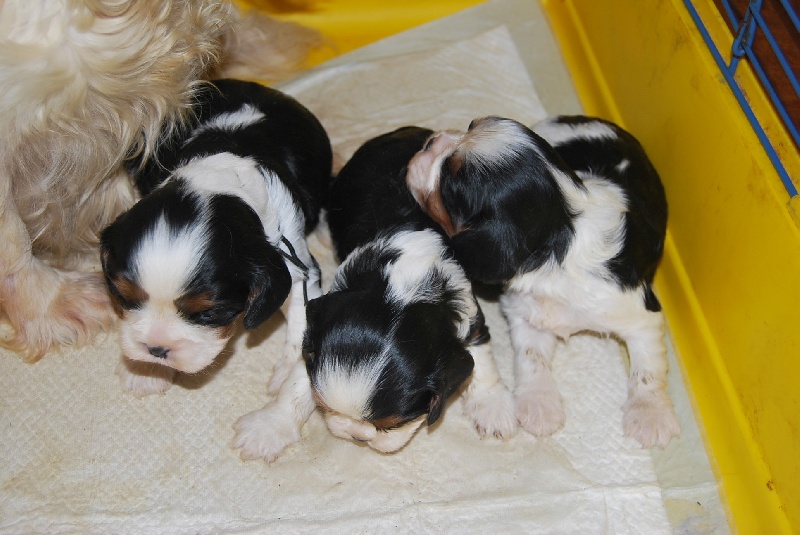 Du puits des sortileges - Cavalier King Charles Spaniel - Portée née le 20/01/2011