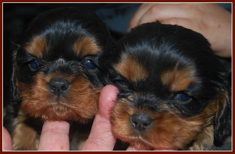 Du puits des sortileges - Cavalier King Charles Spaniel - Portée née le 22/01/2012