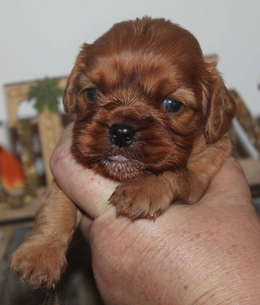 Du puits des sortileges - Cavalier King Charles Spaniel - Portée née le 08/10/2021