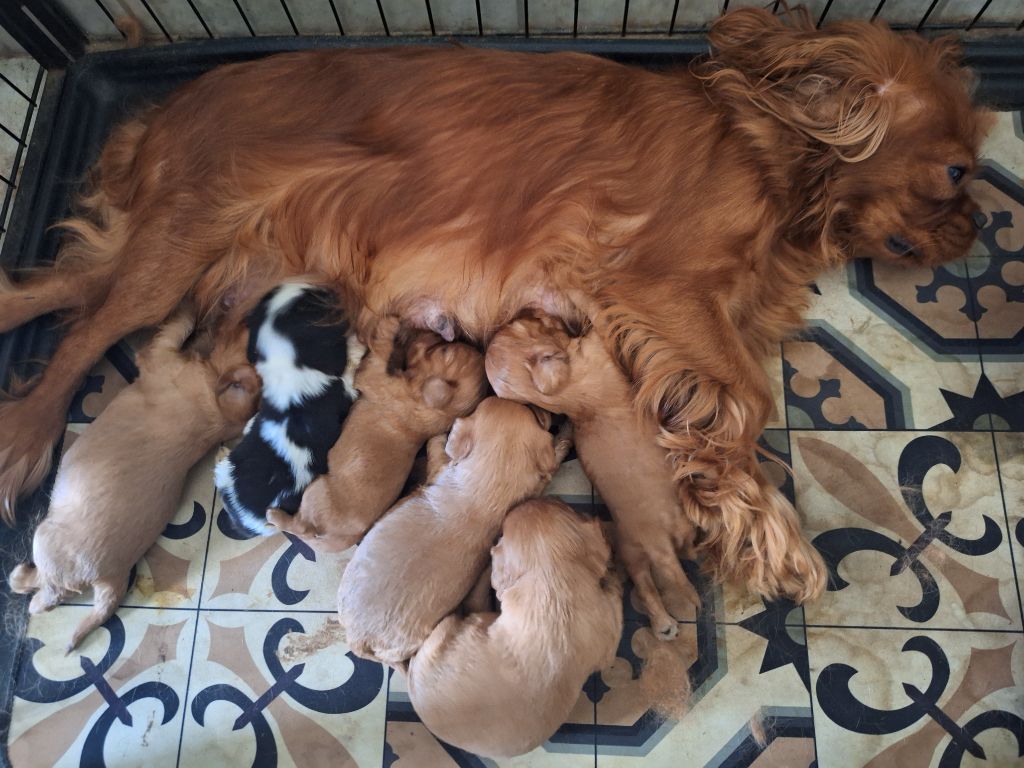 Chiot Cavalier King Charles Spaniel Du puits des sortileges