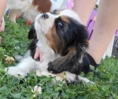 Du puits des sortileges - Cavalier King Charles Spaniel - Portée née le 11/07/2023