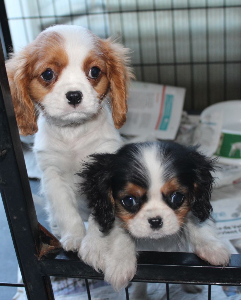 Du puits des sortileges - Cavalier King Charles Spaniel - Portée née le 03/01/2019
