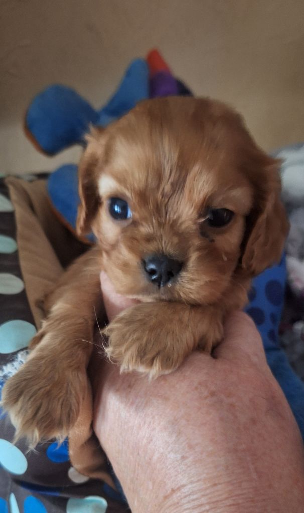 Du puits des sortileges - Chiots disponibles - Cavalier King Charles Spaniel