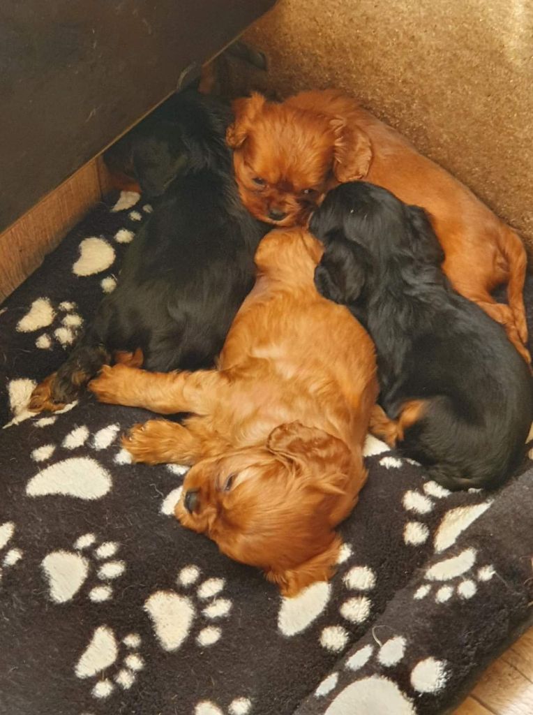 Du puits des sortileges - Cavalier King Charles Spaniel - Portée née le 07/06/2021