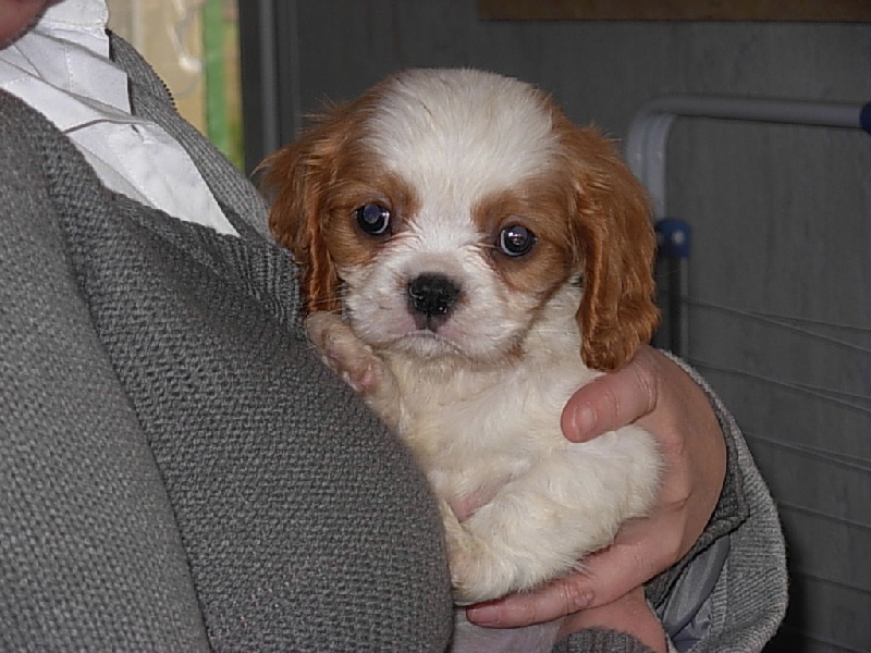 Du puits des sortileges - Cavalier King Charles Spaniel - Portée née le 06/09/2008