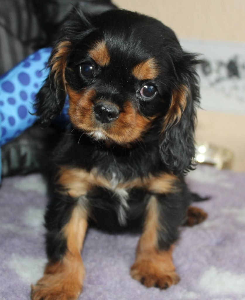 Chiot Cavalier King Charles Spaniel Du puits des sortileges