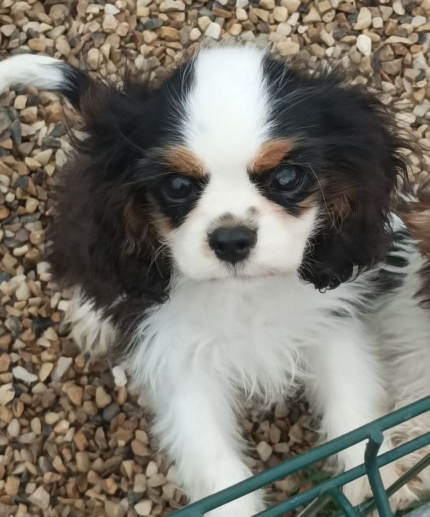 Du puits des sortileges - Chiots disponibles - Cavalier King Charles Spaniel