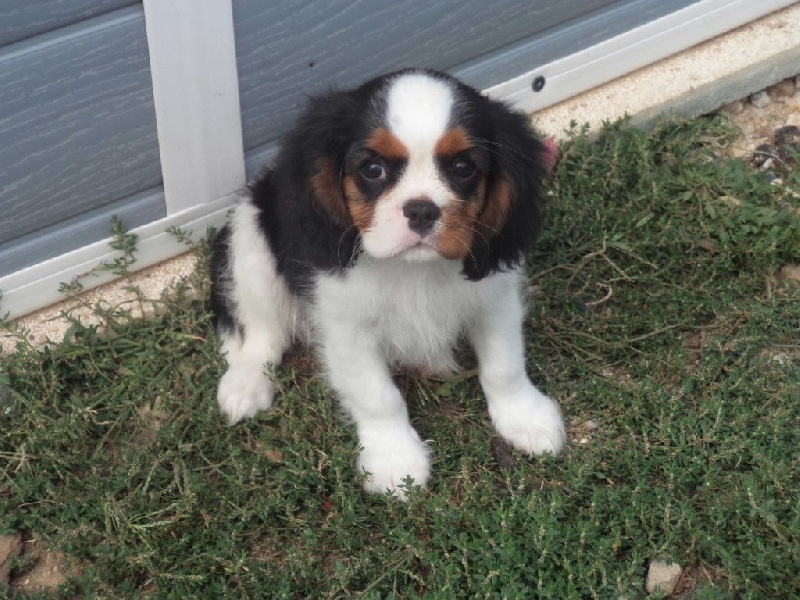 Du puits des sortileges - Cavalier King Charles Spaniel - Portée née le 24/06/2015