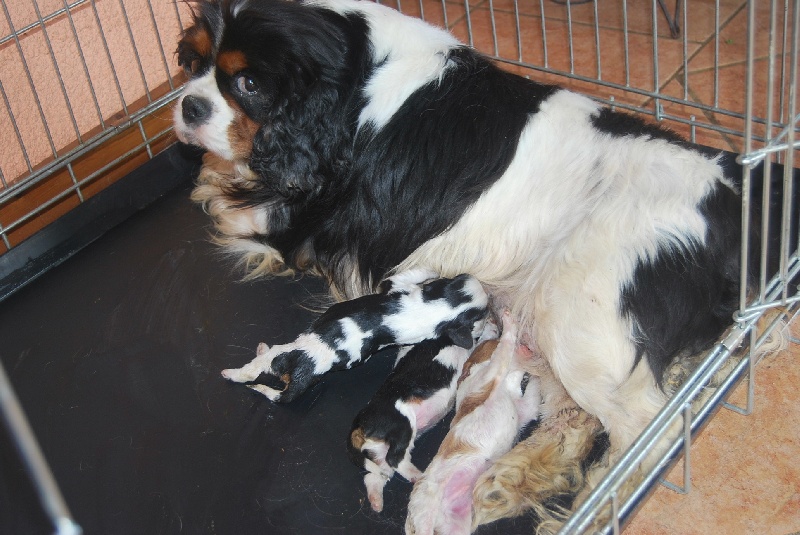 Du puits des sortileges - Cavalier King Charles Spaniel - Portée née le 19/04/2011