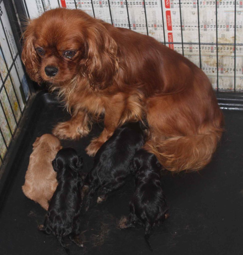 Du puits des sortileges - Cavalier King Charles Spaniel - Portée née le 10/07/2019