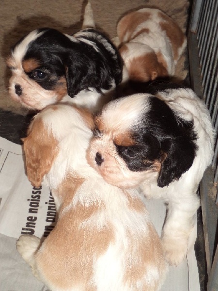 Du puits des sortileges - Cavalier King Charles Spaniel - Portée née le 19/05/2014