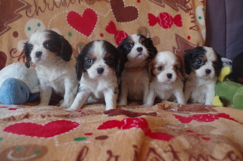Du puits des sortileges - Cavalier King Charles Spaniel - Portée née le 07/05/2016