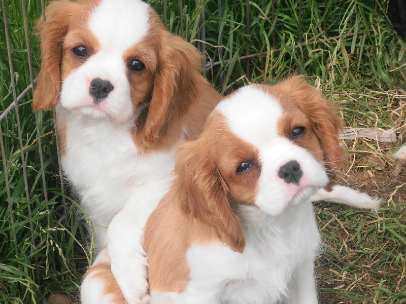 Du puits des sortileges - Cavalier King Charles Spaniel - Portée née le 04/04/2013