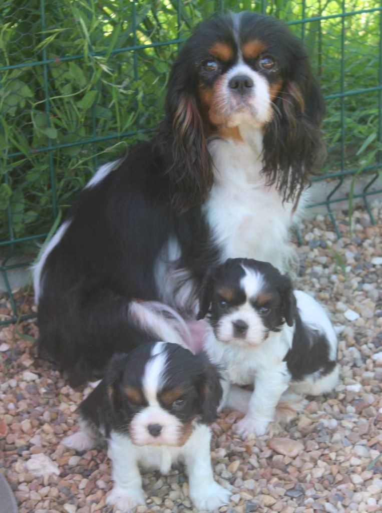 Du puits des sortileges - Cavalier King Charles Spaniel - Portée née le 11/04/2020