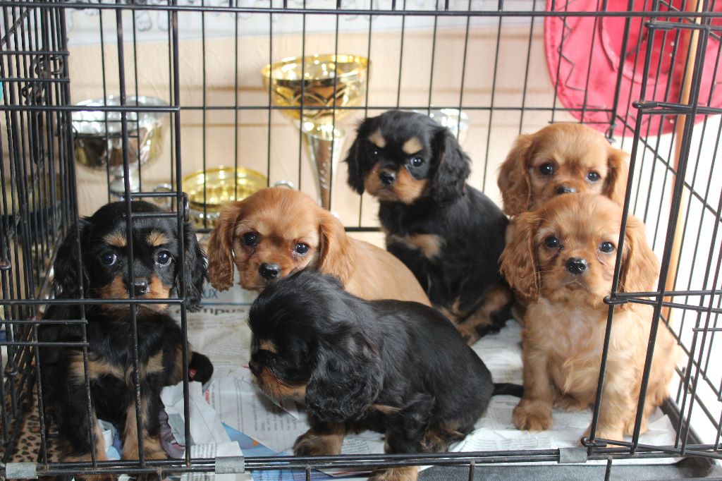 Du puits des sortileges - Cavalier King Charles Spaniel - Portée née le 24/01/2017