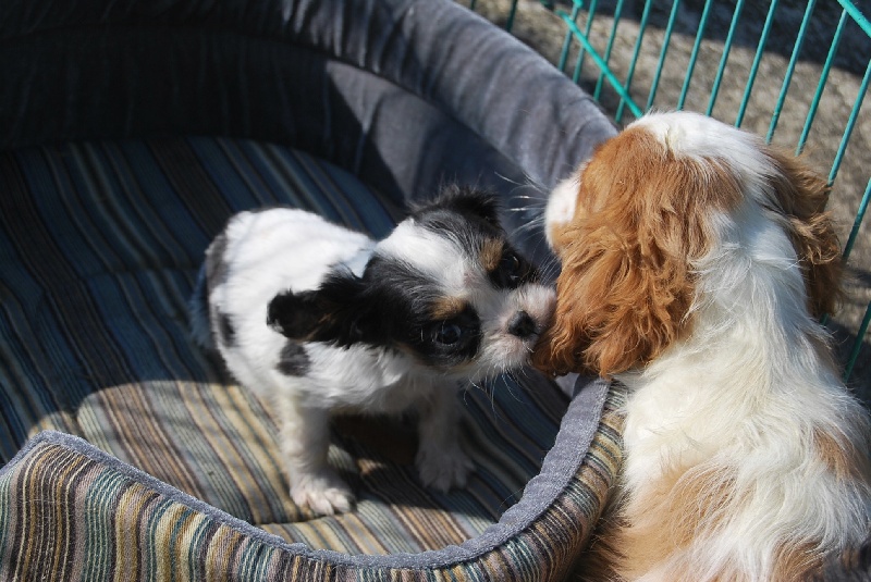 Du puits des sortileges - Cavalier King Charles Spaniel - Portée née le 11/12/2010