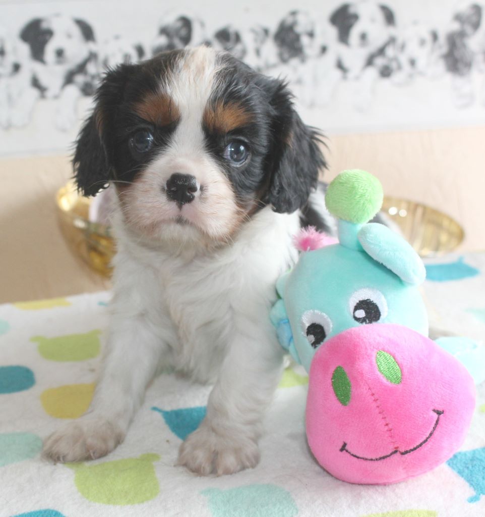 Du puits des sortileges - Cavalier King Charles Spaniel - Portée née le 15/06/2017