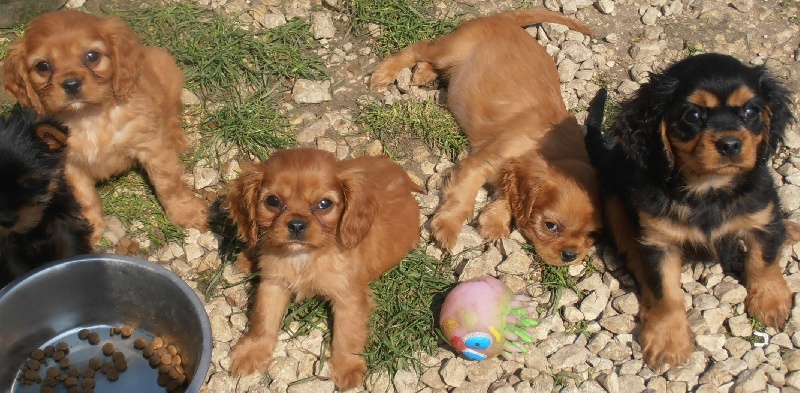 Du puits des sortileges - Cavalier King Charles Spaniel - Portée née le 02/02/2013