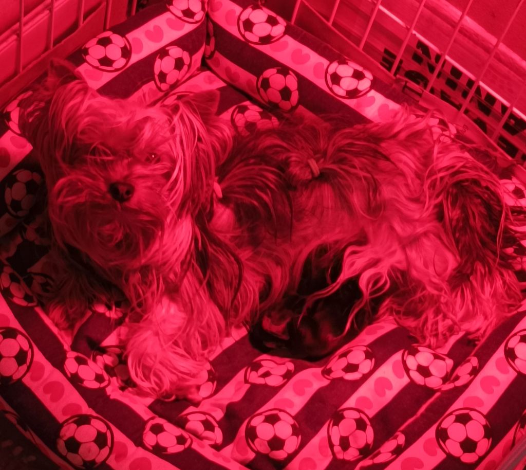 Chiot Yorkshire Terrier Du puits des sortileges