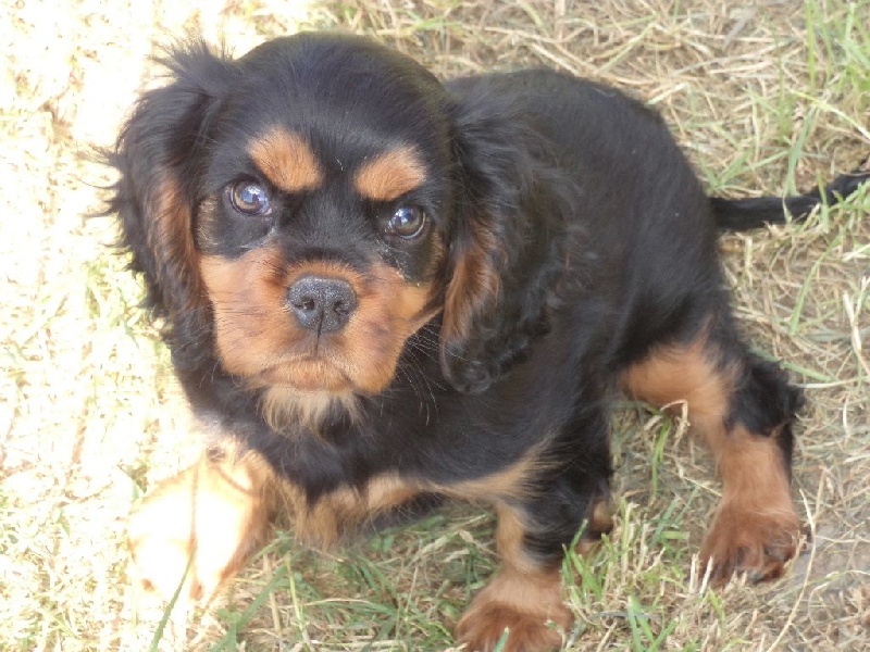 Du puits des sortileges - Cavalier King Charles Spaniel - Portée née le 11/03/2015