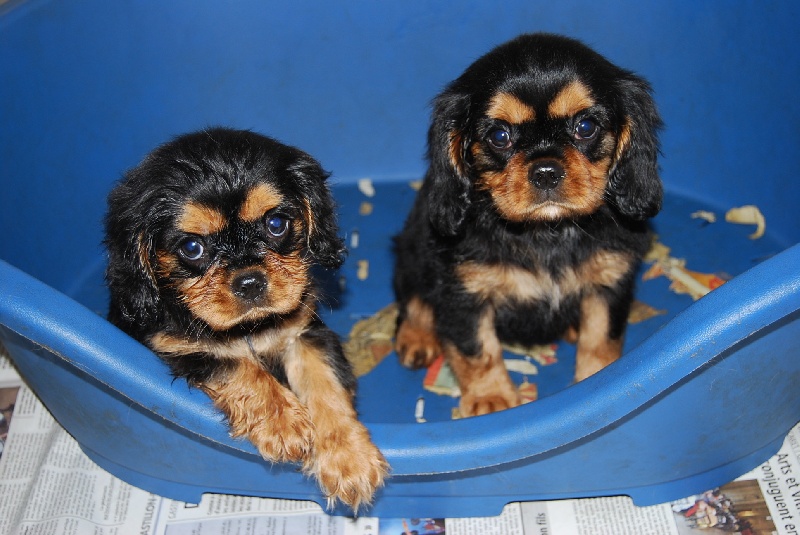 Du puits des sortileges - Cavalier King Charles Spaniel - Portée née le 03/09/2009