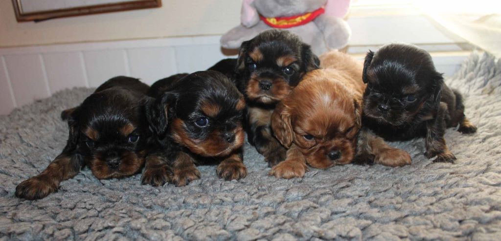 Du puits des sortileges - Cavalier King Charles Spaniel - Portée née le 14/02/2020