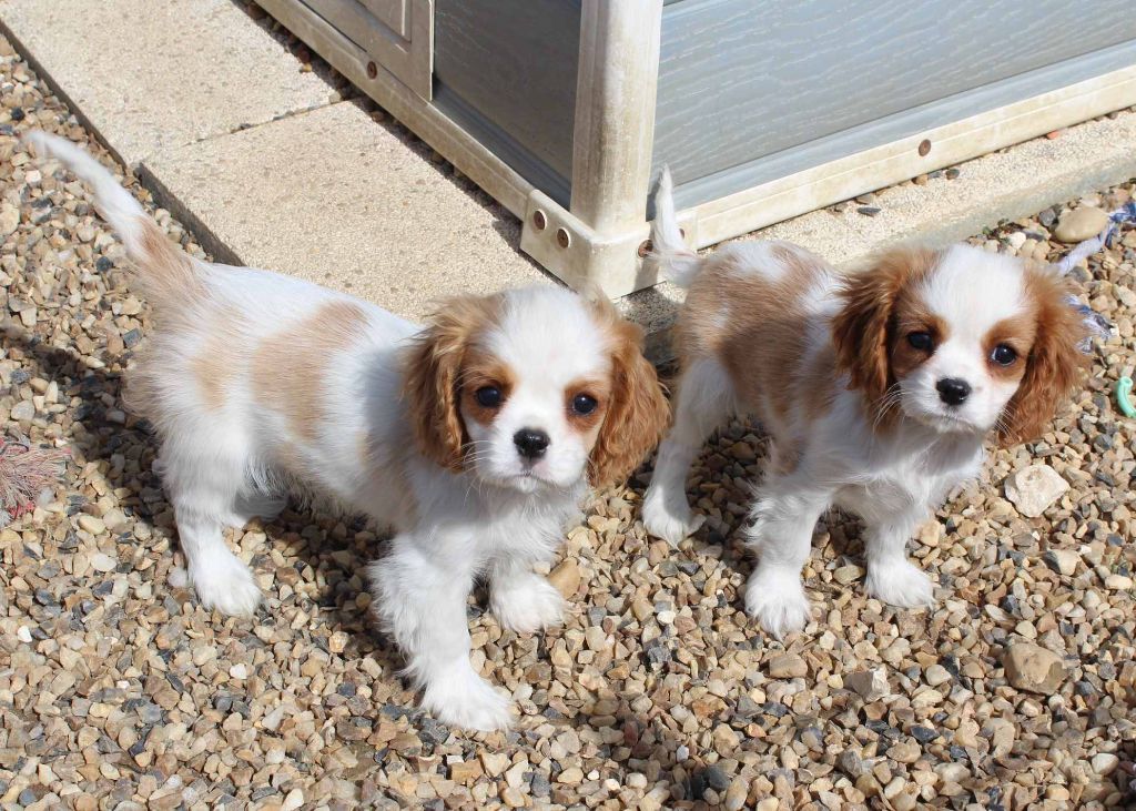 Du puits des sortileges - Cavalier King Charles Spaniel - Portée née le 16/01/2023