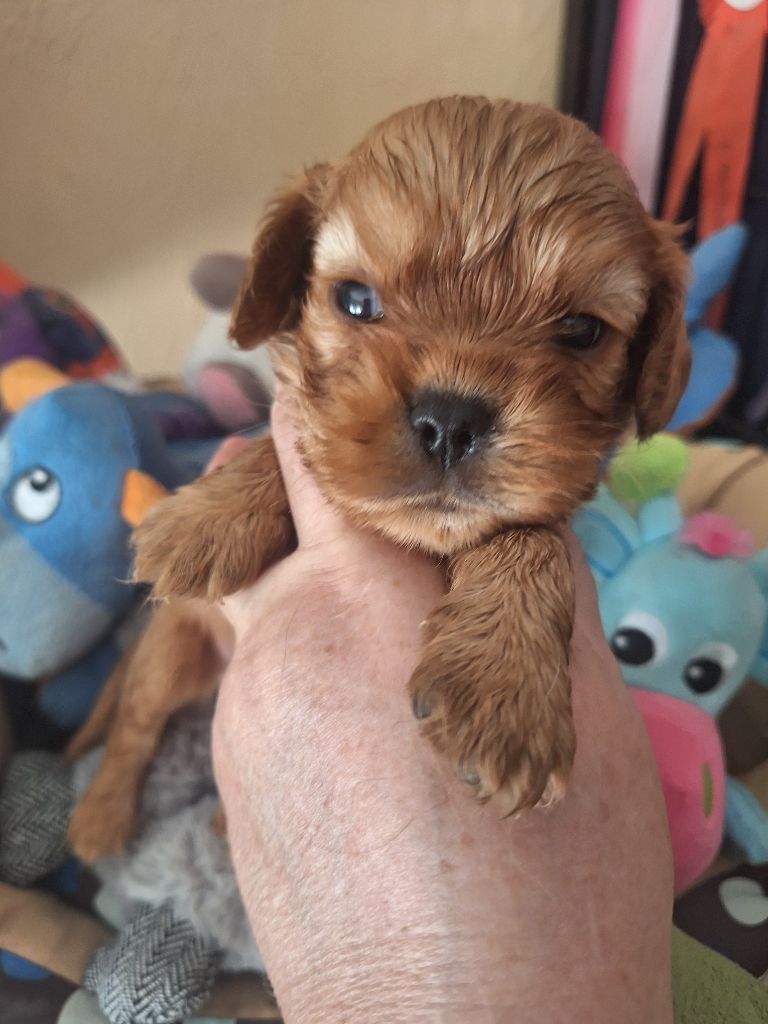 Du puits des sortileges - Chiots disponibles - Cavalier King Charles Spaniel