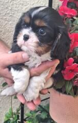 Du puits des sortileges - Cavalier King Charles Spaniel - Portée née le 23/08/2023