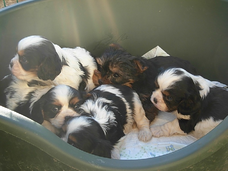 Du puits des sortileges - Cavalier King Charles Spaniel - Portée née le 20/01/2009