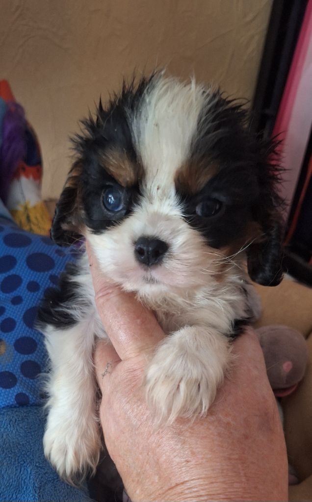 Du puits des sortileges - Chiots disponibles - Cavalier King Charles Spaniel