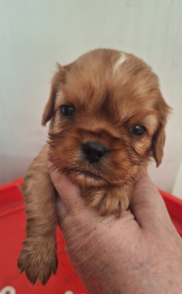 Du puits des sortileges - Chiots disponibles - Cavalier King Charles Spaniel