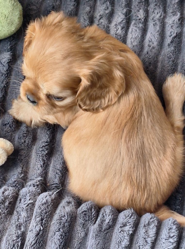 Du puits des sortileges - Chiots disponibles - Cavalier King Charles Spaniel