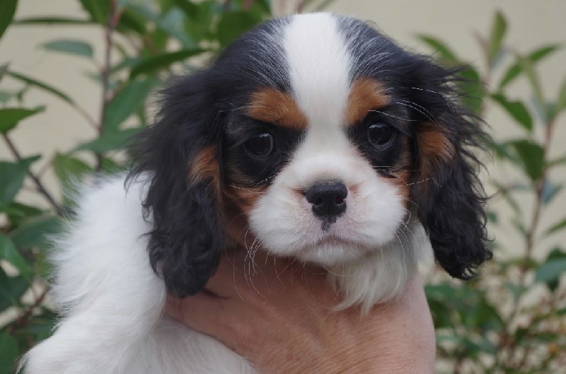 Du puits des sortileges - Cavalier King Charles Spaniel - Portée née le 01/08/2015