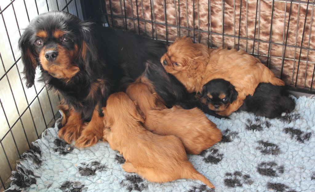 Du puits des sortileges - Cavalier King Charles Spaniel - Portée née le 25/03/2017