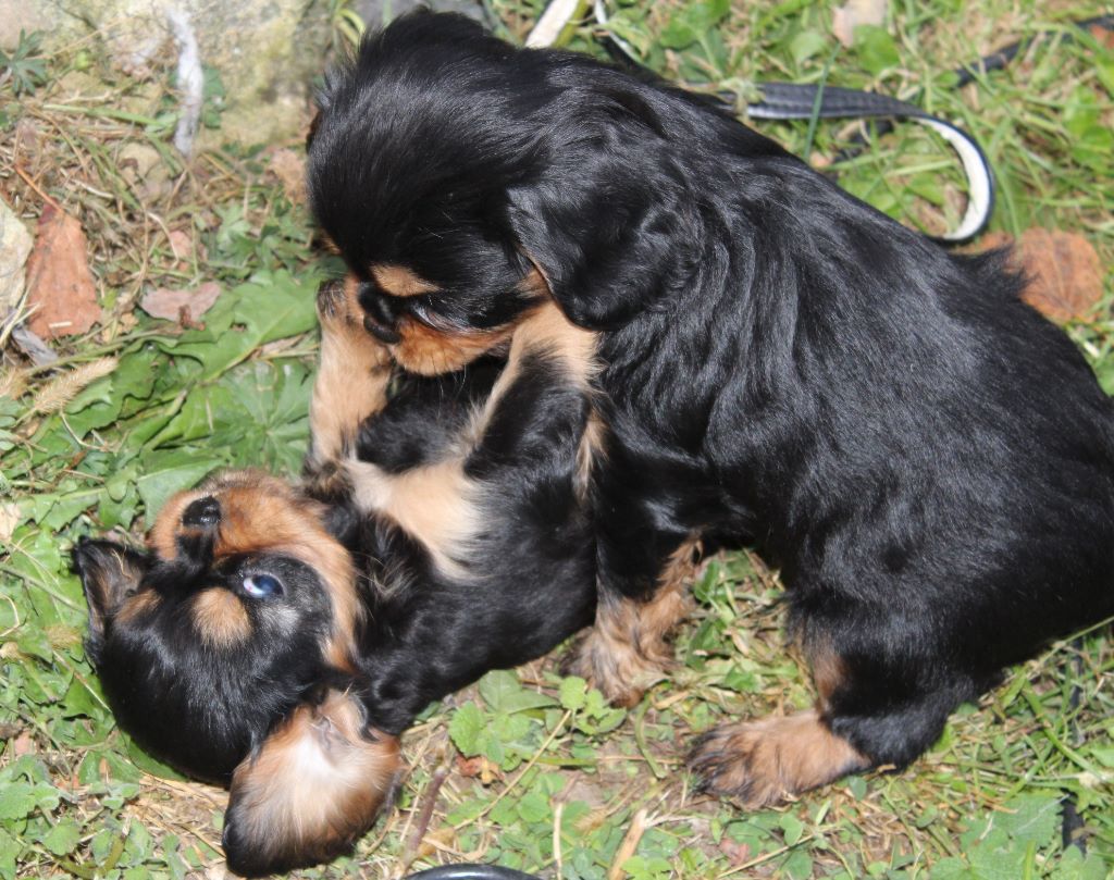Du puits des sortileges - Cavalier King Charles Spaniel - Portée née le 18/09/2017