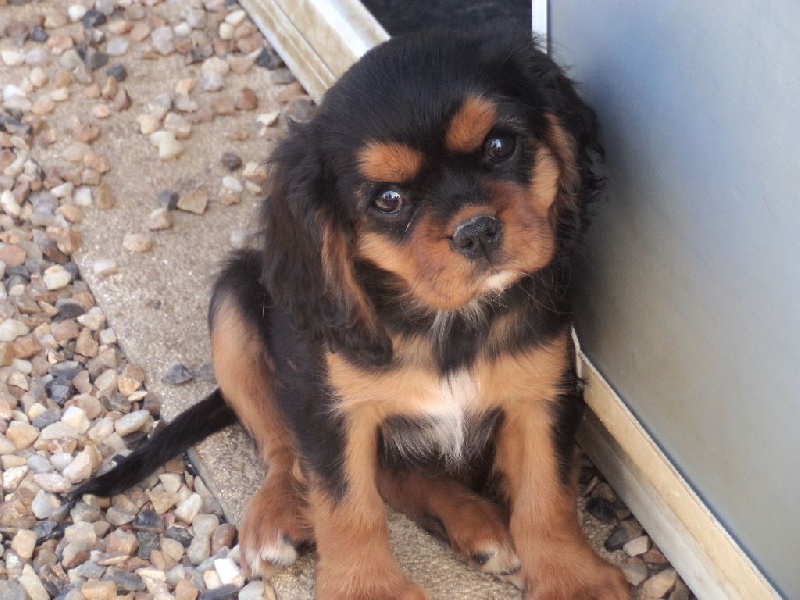 Du puits des sortileges - Cavalier King Charles Spaniel - Portée née le 18/07/2016