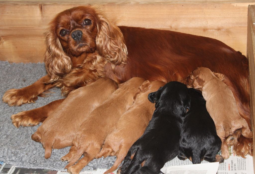 Du puits des sortileges - Cavalier King Charles Spaniel - Portée née le 22/03/2018