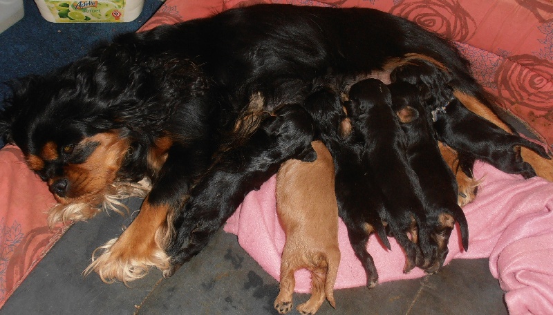 Du puits des sortileges - Cavalier King Charles Spaniel - Portée née le 29/09/2012